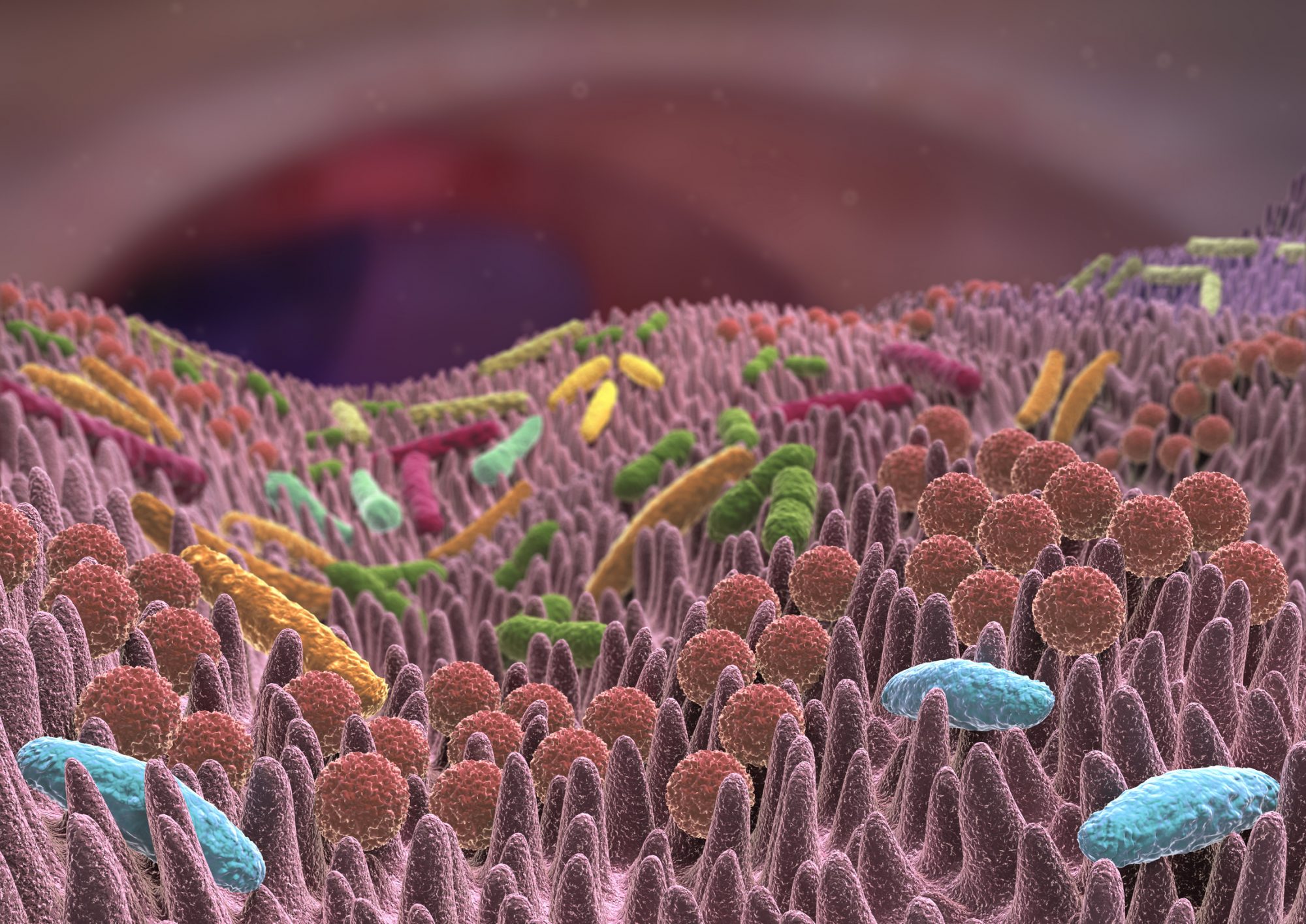 Gut microbiota 3D view, bacteria