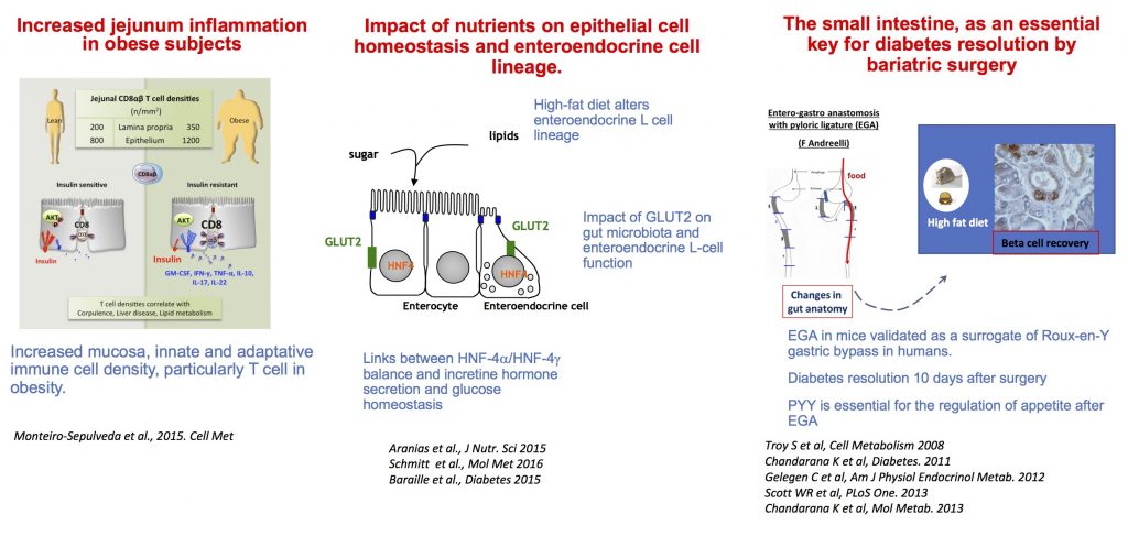Topic 2: Intestine as a key player in metabolic disorders 
