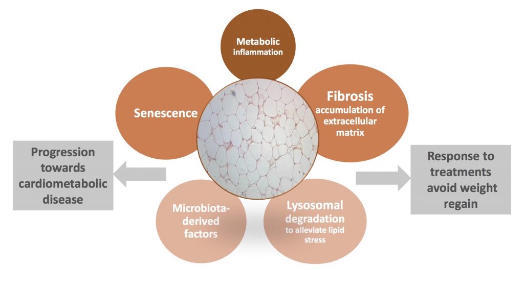 Topic 3: Adipose tissue Remodeling main objectives
