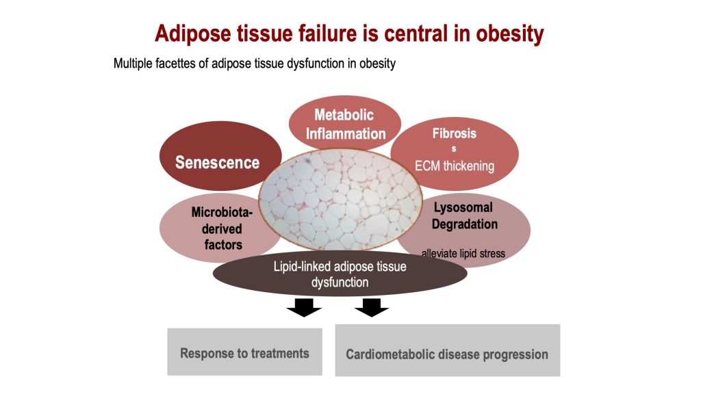 Topic 3: Adipose tissue Remodeling main objectives