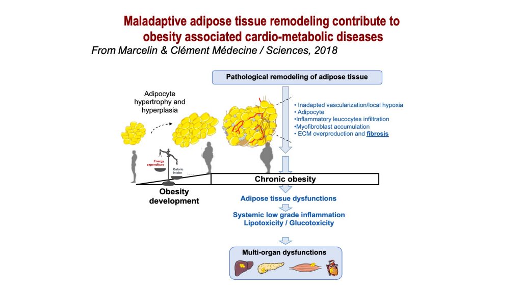 Topic 3: Adipose tissue Remodeling main objectives