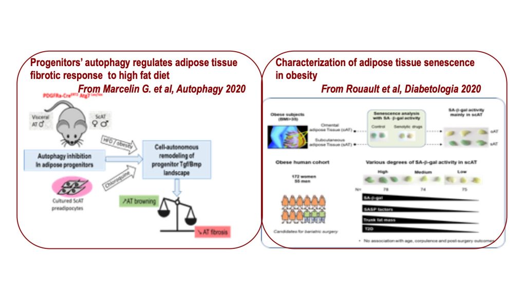 Topic 3: Adipose tissue Remodeling results