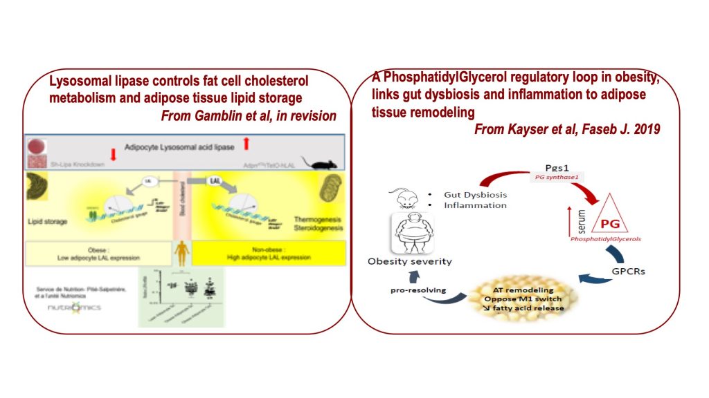 Topic 3: Adipose tissue Remodeling results